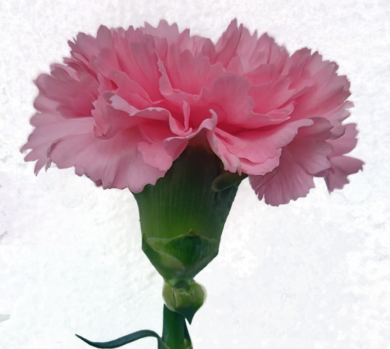 Carnation Pink