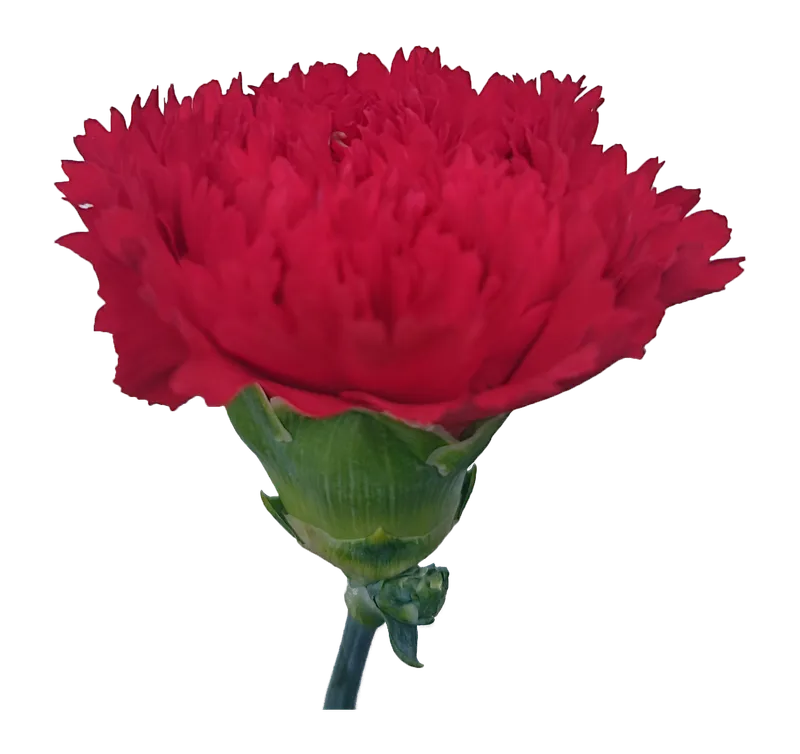 Carnation Red