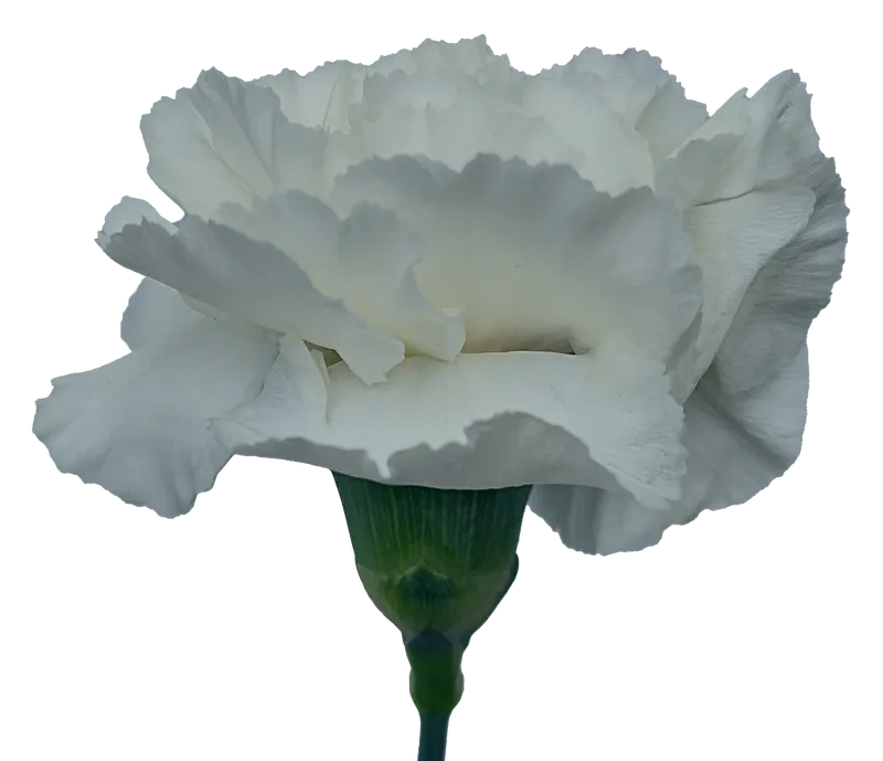 Carnation White