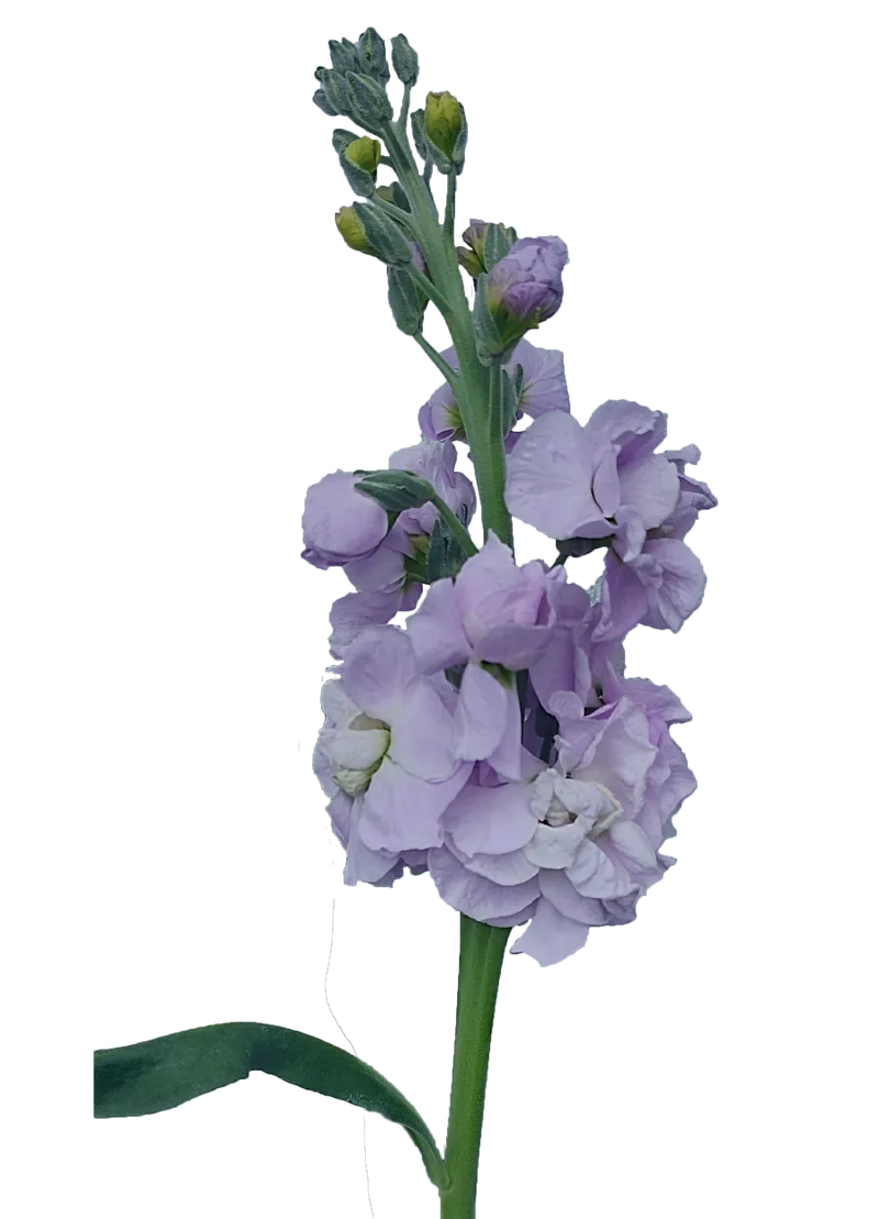 Stock Lavender